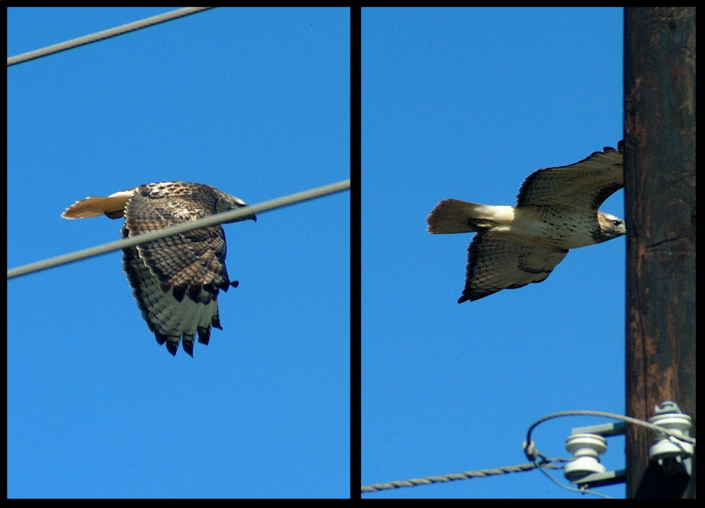 (10) red-tailed hawk montage.jpg   (1000x720)   233 Kb                                    Click to display next picture